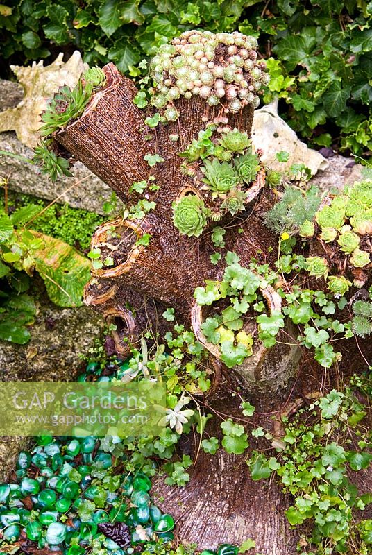 Plantes succulentes en jardinière décorative avec des cailloux de verre ci-dessous. Le jardin secret de Serles House, Wimborne, Dorset, UK