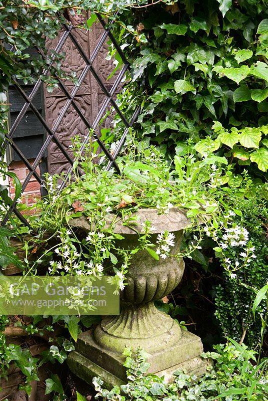 Le Jardin Secret contient des plantations comprenant Hedera - Ivy, Jasmine, Pittosporum, Hydrangea petiolaris et Lonicera. Le jardin secret de Serles House, Wimborne, Dorset, UK