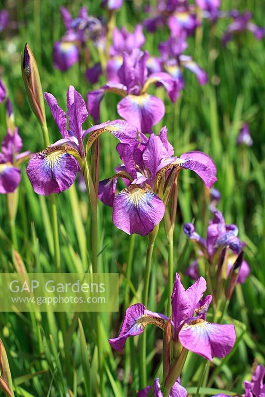 Iris Sibirica 'Rose pétillante'