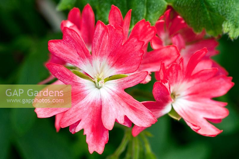 Pelargonium 'Fairy Story'