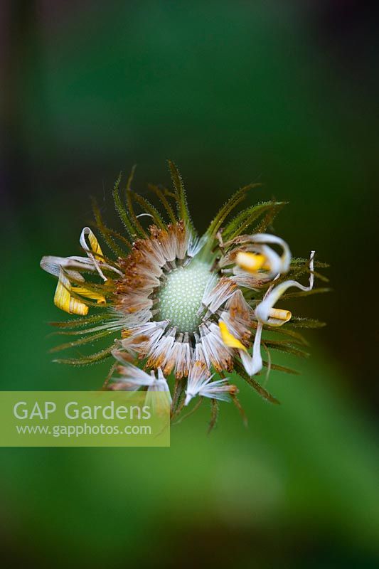 Doronicum Caucasicum 'Finesse' graines de fleurs - Léopards Bane