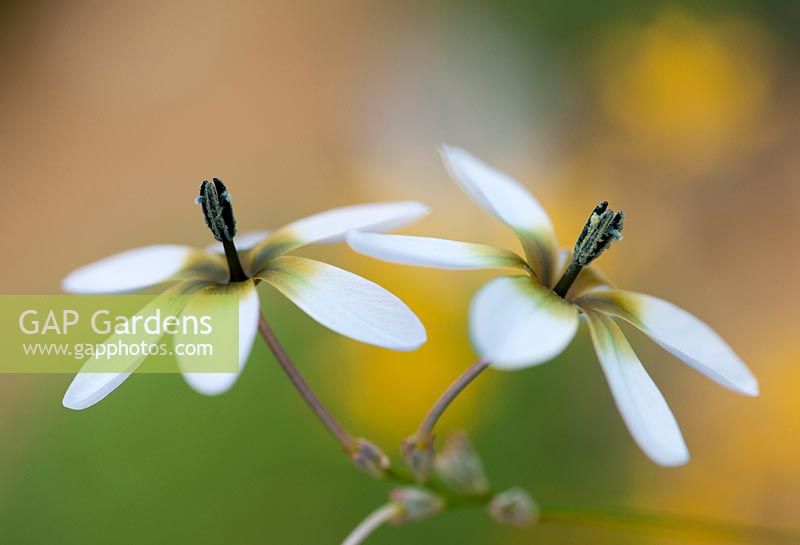 Ixia monadelpha - Fleurs de baguette