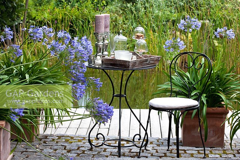 Une chaise en métal et une table de bistrot avec des lustres devant la piscine naturelle. Plantation d'Agapanthus africanus 'Blue Star'