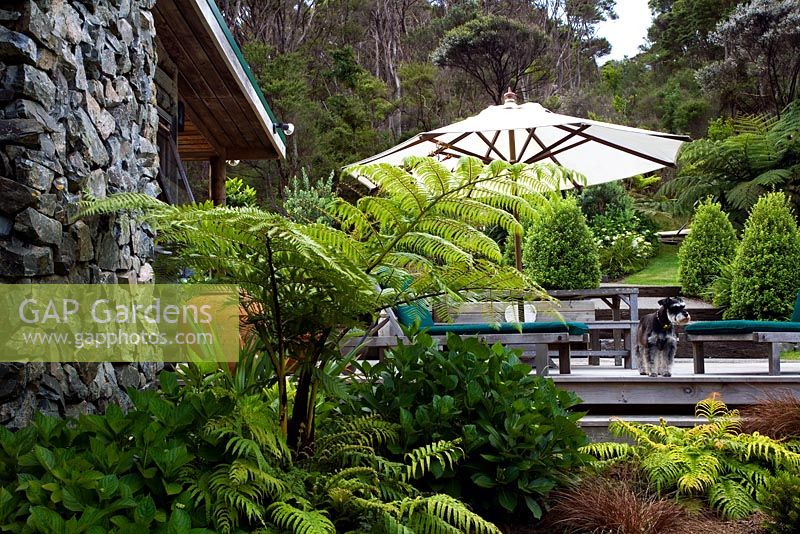 Terrasse en bois avec plantation au premier plan de Carex tenuiculmis, Blechnum novae-zelandiae et Cyathea dealbata, Pittosporum 'Mountain Green '.
