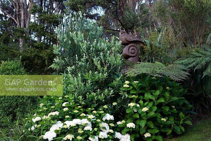 Metrosideros excelsa 'Vibrance' - Pohutukawa, Hydrangea macrophylla 'Bridal Bouquet' en parterre de fleurs, Nouvelle-Zélande