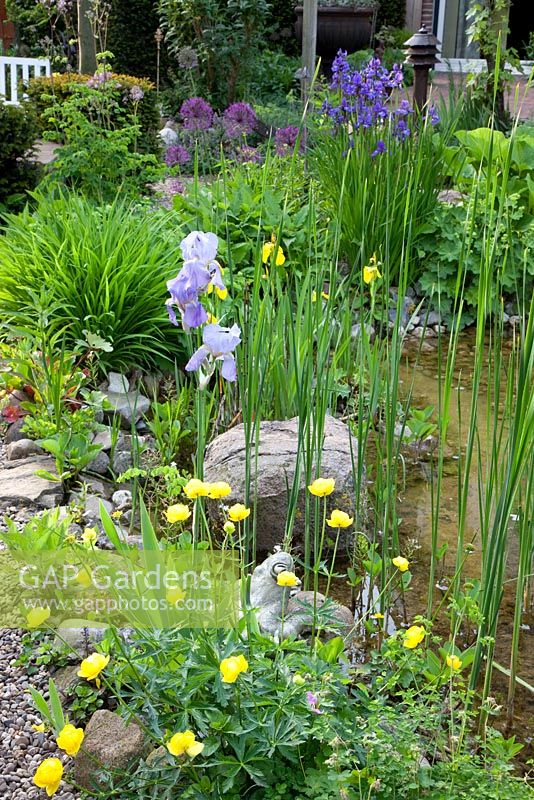 Plantation marginale à côté de l'étang d'Iris sibirica, Allium 'Purple Sensation', Alchemilla mollis, Iris barbata, Trollius 'Lemon Queen et Iris pseudacorus