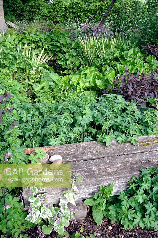 Zone boisée de jardin avec banc à la main. Les plantes comprennent Lysimachia cilata 'Pétard' et Geranium phaeum - Rustling End