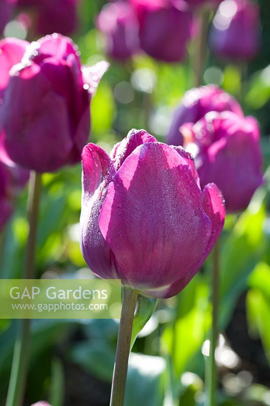 Tulipa 'Passionale' - Ulting Wick, Essex NGS UK