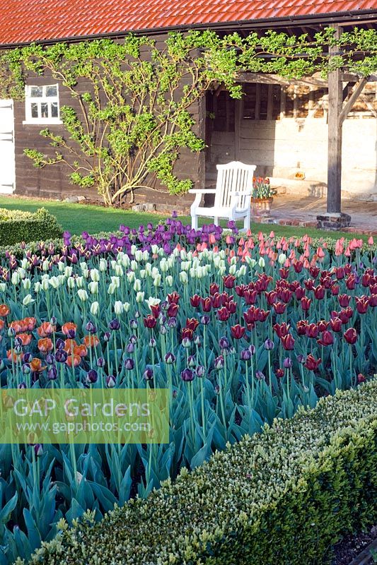 Tulipes dans le jardin de coupe, vars inc Tulipa 'Black Hero', 'Abu Hassan', 'Spring Green' - Ulting Wick, Essex NGS UK