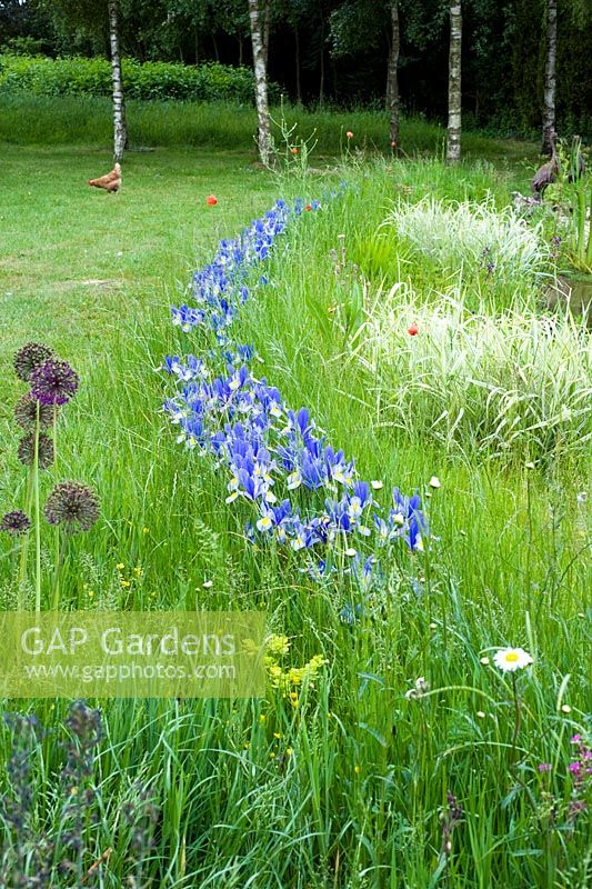Iris 'Hildegarde' naturalisé dans l'herbe - Wickets, Essex NGS