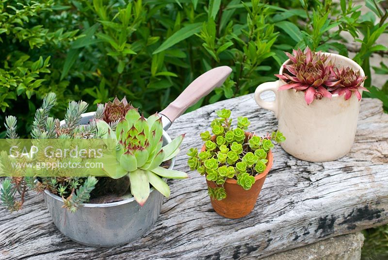 Plantes succulentes dans des pots inhabituels
