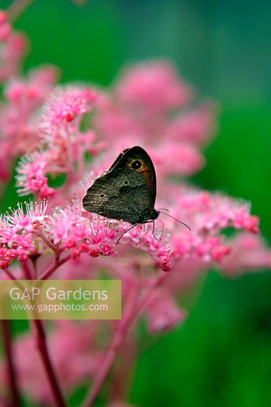 Maniola jurtina - Meadow Brown Butterfly, se nourrissant de Rodgersia 'Roter Kaiser'