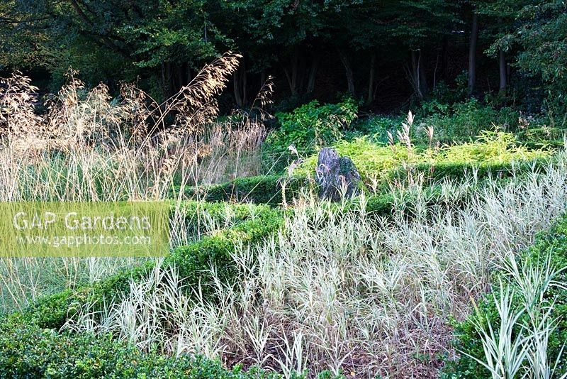 Les graminées parterre - Phalaris 'Feesey', Stipa gigantea et Pleioblastus viridistriatus avec haies Buxus - Box. Veddw House Garden, Monmouthshire, Pays de Galles. Octobre 2010