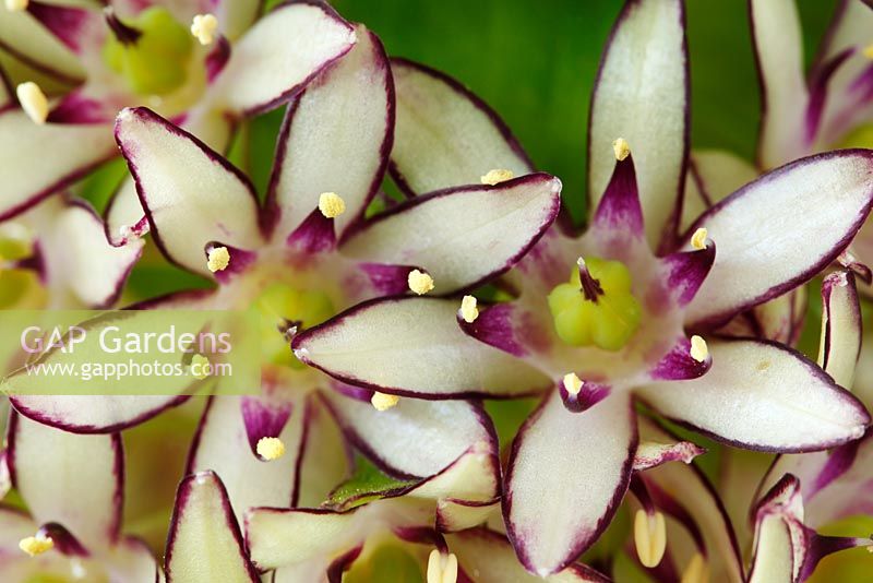 Eucomis bicolor Lily ananas bicolore. Gros plan de fleurs individuelles en grappe, septembre