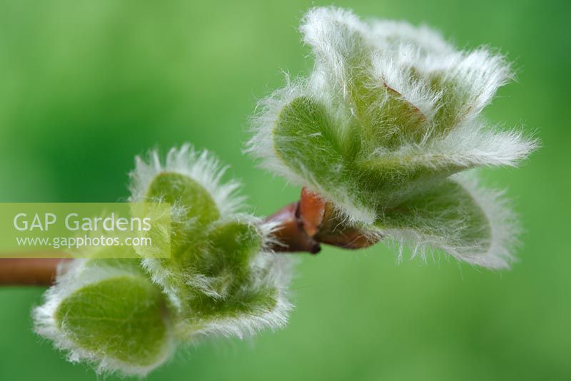 Salix nakamurana var. yezoalpina - Saule. Croissance printanière des feuilles velues, mars