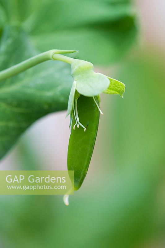 Pisum sativum - Gousse de pois 'Avola' se développant à partir d'une fleur