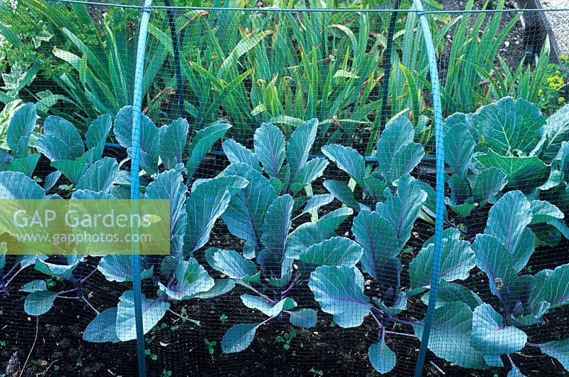 Brassica - Plants de chou protégés par une charpente métallique et un filet