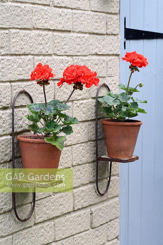 Pelargonium x zonale 'Grandeur Dark Velvet Red' fleurit dans des pots en terre cuite sur des supports de pot, contre un mur de briques peintes en été