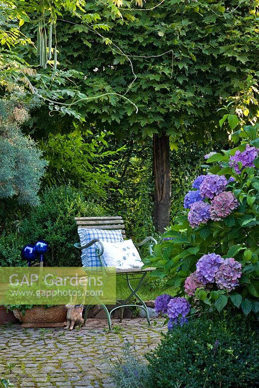 Chaise en fer en bois avec coussins bleus sur une aire de repos pavée ronde avec des pots en terre cuite et un ornement de lièvre entouré par Acer platanoides 'Globosum', Buxus et Hydrangea macrophylla