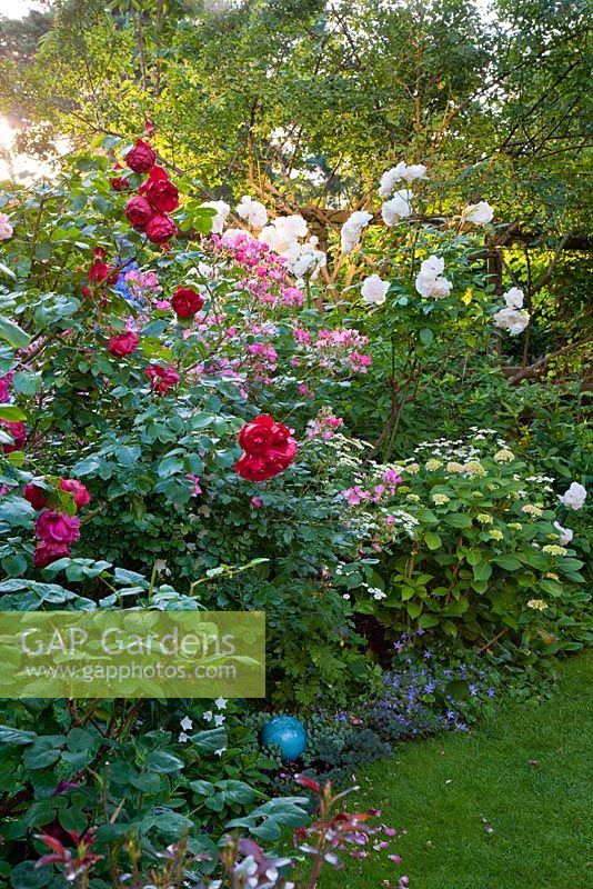 Parterre de fleurs mélangé avec des roses 'Fleurette', 'Schneewittchen', 'la cathédrale de Winchester', Campanula poscharskyana, Hydrangea macrophylla et Rosa 'Illusion'