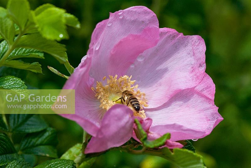 Rosa rugosa 'Frau Dagmar Hastrup' avec abeille