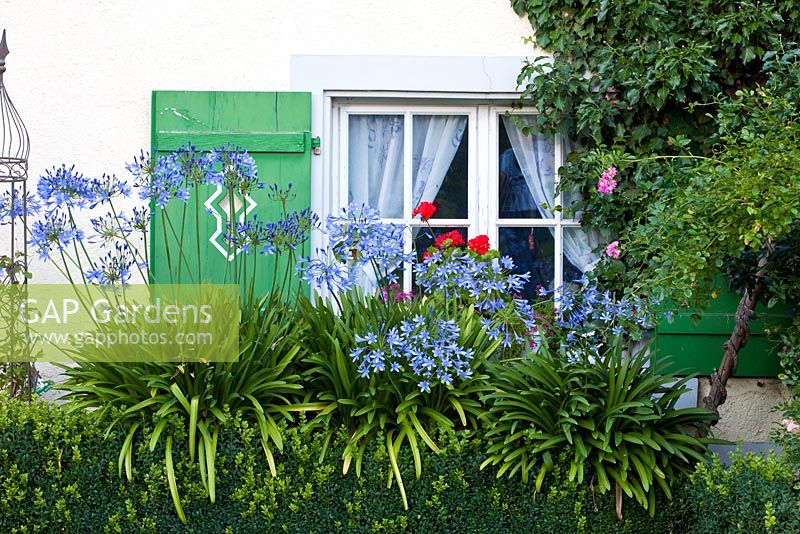 Cottage traditionnel aux volets verts. Agapanthe, Hedera - Lierre