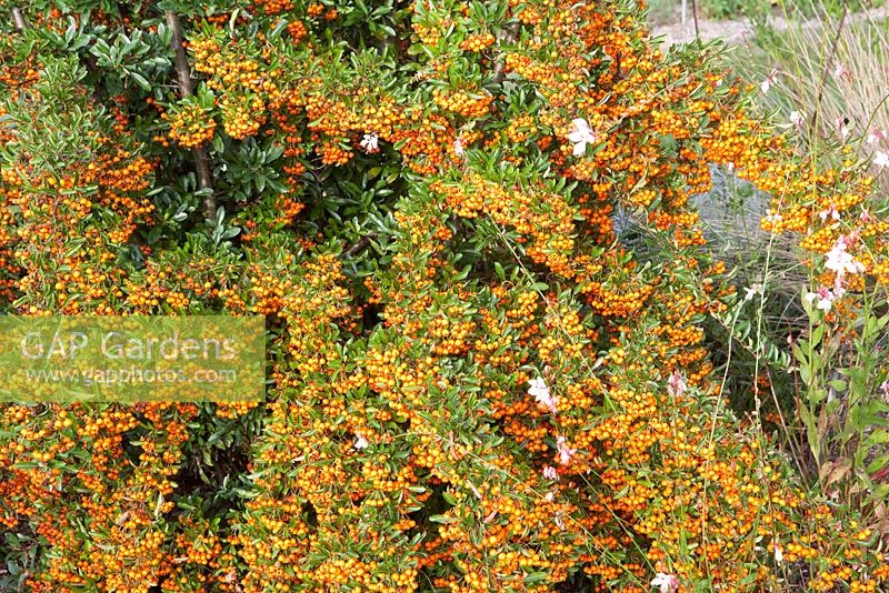 Pyracantha Cultivar 'Orange Charmer'