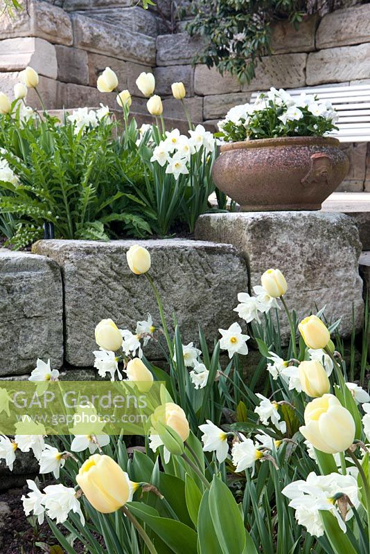 Tulipa 'Ivory Floradale' et Narcisse 'Mount Hood'