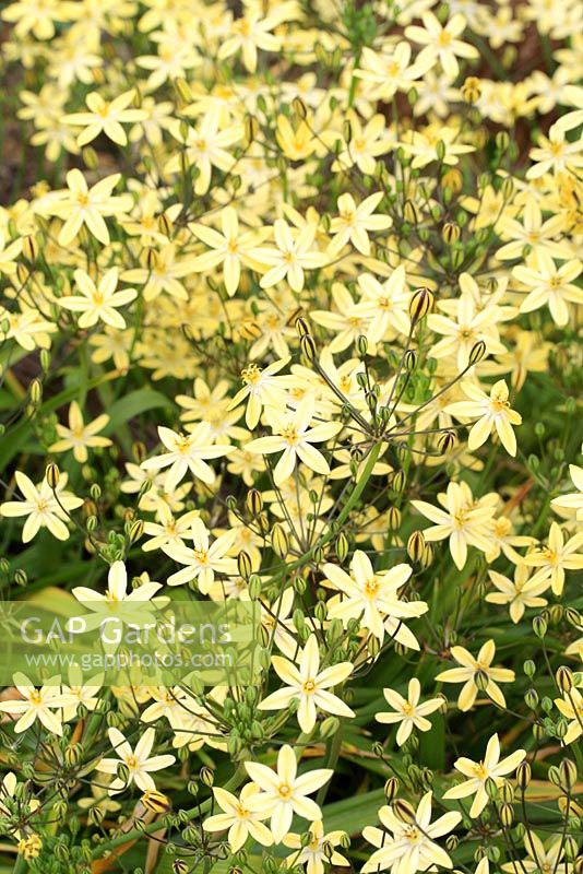 Triteleia ixioides 'Starlight' fleurit en mai