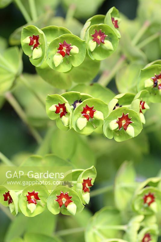 Euphorbia martinii - Floraison de l'euphorbe en mai