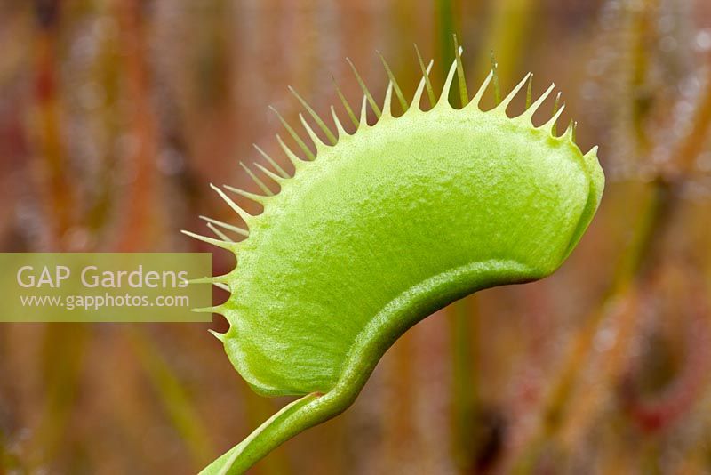 Dionaea muscipula - Piège à mouches Vénus