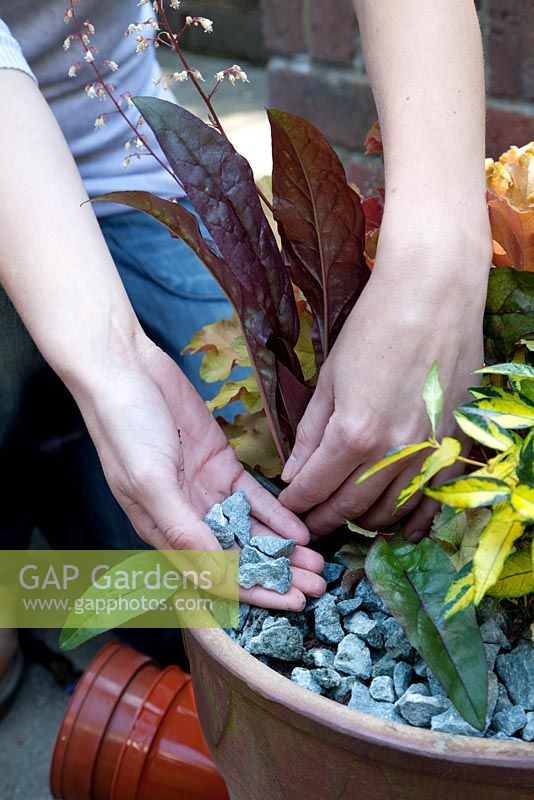 Garniture de pot décoratif avec des gravillons de pierre, la plantation comprend Trachelospermum asiaticum