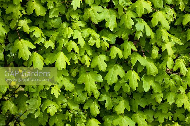 Une haie d'Acer campestre - Érable champêtre