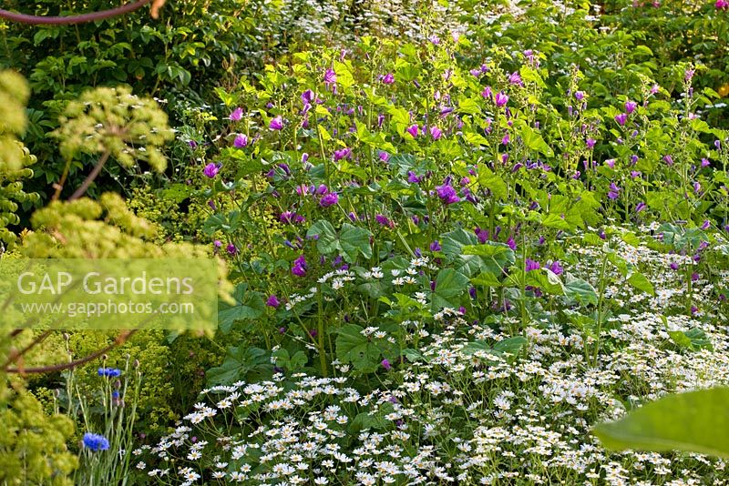 Un jardin avec des herbes médicinales, Angelica archangelica, Malva sylvestris et Tanacetum parthenium