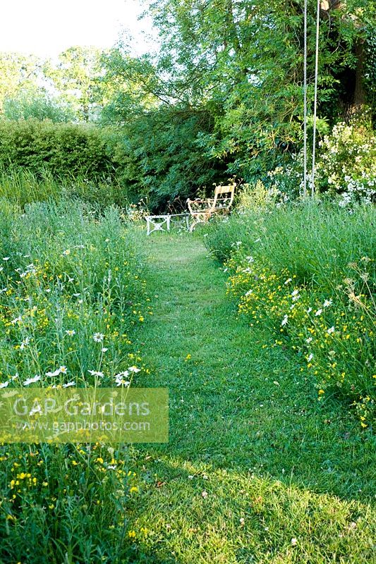 Pré de fleurs sauvages avec chemin d'accès et sièges. Les plantes comprennent Lotus corniculatus - Trèfle à pieds d'oiseau, Leucanthemum vulgare - Ox Eye Daisy