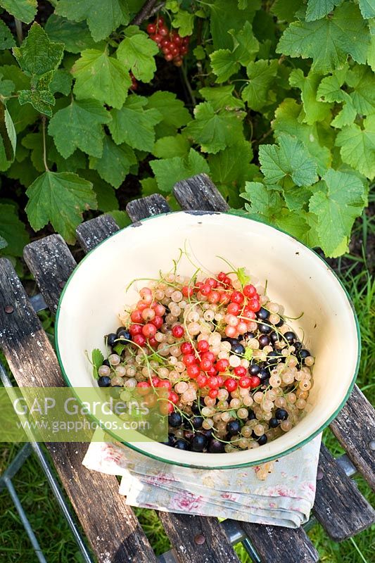 Bol en émail de Ribes rubrum et Ribes nigrum fraîchement cueillis - Groseilles rouges, blanches et noires