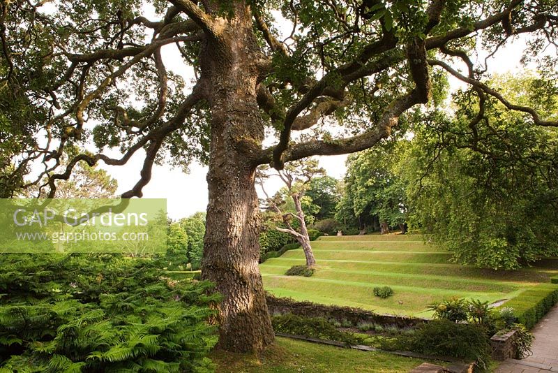 Dartington Hall, Devon. Jardin historique de catégorie II *. Juillet. Les terrasses du Tiltyard. Chêne au premier plan.
