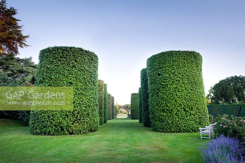 L'Avenue Ilex se compose de sept paires de Quercus ilex - Chêne à feuilles persistantes, clipsées en d'énormes cylindres. Huit mètres de haut et trois mètres de diamètre, ils ont été plantés par Rowland Egerton-Warburton dans les années 1850 - Arley Hall and Gardens, Cheshire, début juillet