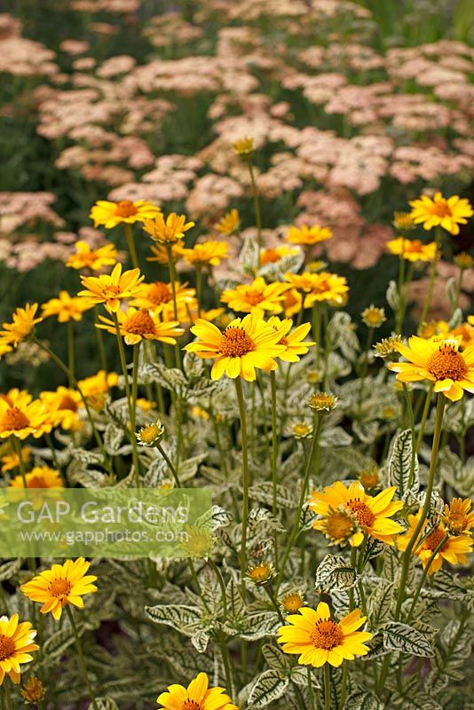 Heliopsis 'Loraine Sunshine' avec un feuillage panaché inhabituel et Achillea 'Old Brocade' en arrière-plan