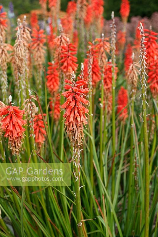 Kniphofia 'Le semis rouge de Wol' en juillet