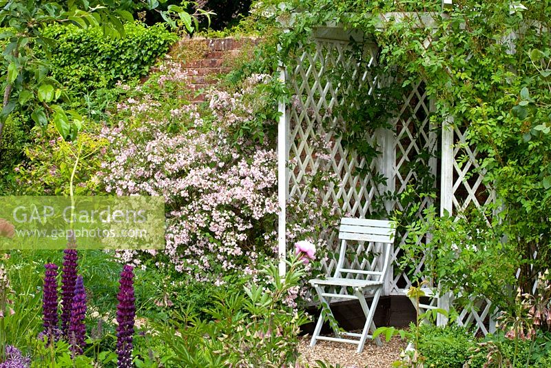 Tonnelle avec chaise. Kolkwitzia - Beauty Bush et Lupinus - Lupins