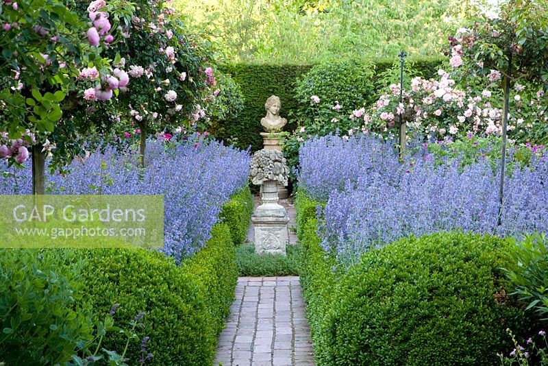 Jardin à la française avec parterres de fleurs parfumés aux normes Rosa 'Paul Noel' sous-plantés de Nepeta 'Walkers Low'. Haie Taxus et Buxus et topiaire