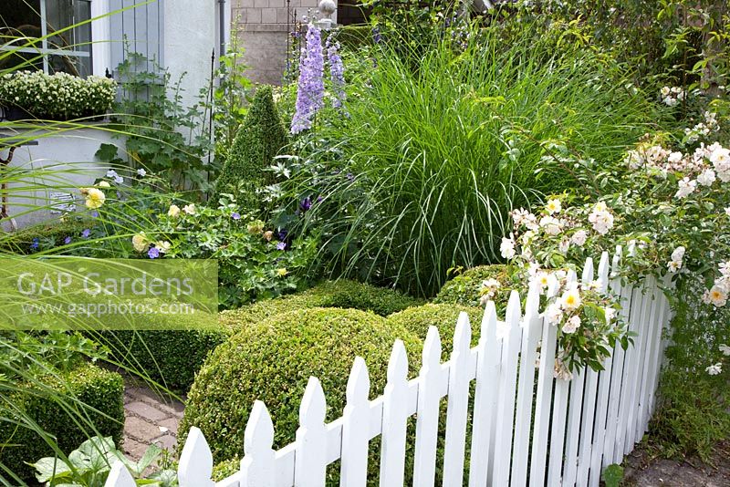 Jardin de maison avec clôture blanche, haie de Buxus, herbes et Rosa 'Chardonneret'