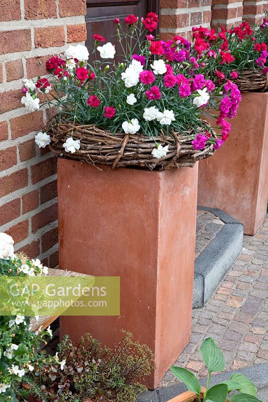 Dianthus - Oeillets dans des paniers sur des socles par porte d'entrée - Scheper Town Garden