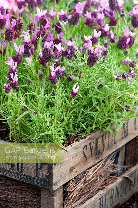 Lavandula stoechas antibes 'provençaux' fleurissant dans une caisse en bois