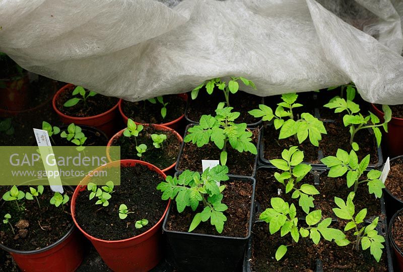 Jeunes plants de tomates et de basilic sensibles au froid protégés par une toison horticole sur un banc de serre