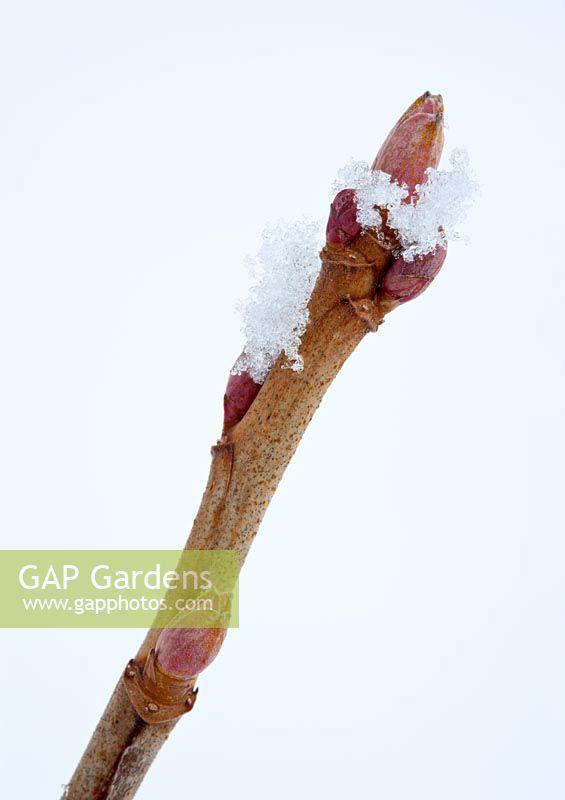 Ribes nigrum. Branche de cassis 'Ben Nevis' avec des bourgeons recouverts de neige et de cristaux de glace