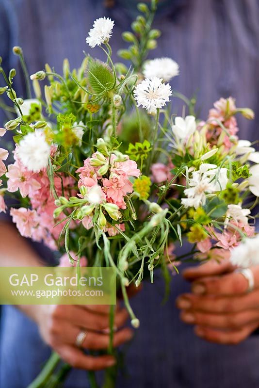 Femme tenant un bouquet de Consolida - Larkspur 'Pale Pink', Buplerum grifithii, Centaurea - Bleuet, Achillea 'The Pearl' - Growing Together Nursery