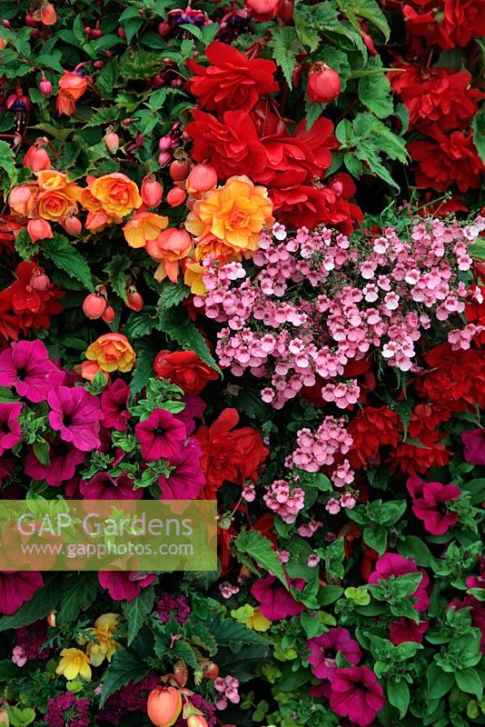 Affichage d'été dans les jardinières en utilisant Pétunia pourpre, Bégonia en rouge, jaune et orange et Diascea en rose