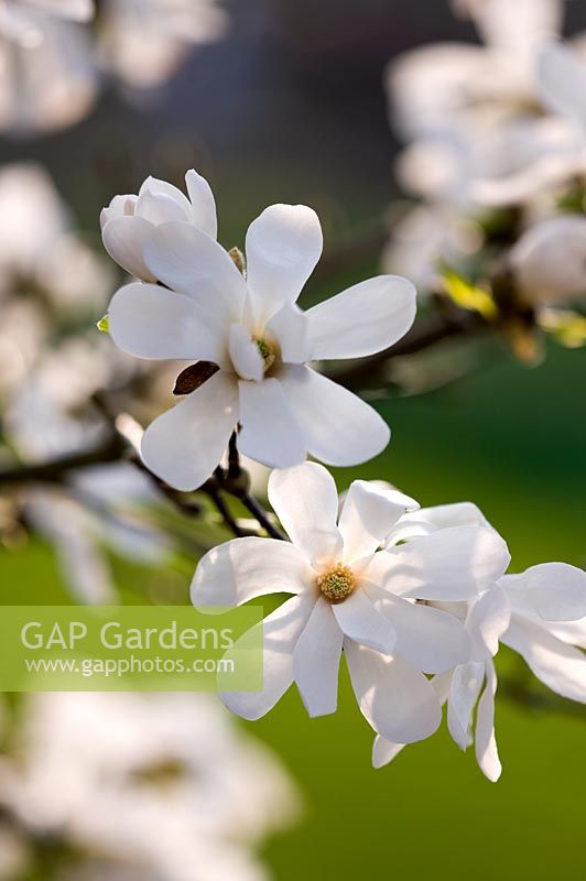 Jardin RHS, Wisley, Surrey - Fleurs blanches de Magnolia x loebneri 'Merrill'